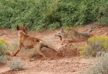 decoy coyote dogs dog coyotes gunner predator